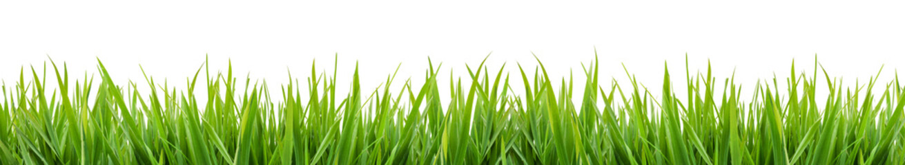 green grass isolated on transparent background, png

