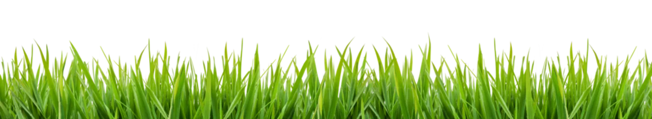 Zelfklevend Fotobehang Gras green grass isolated on transparent background, png  