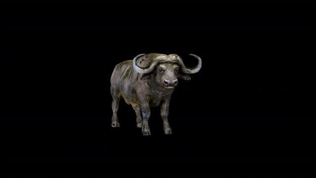Buffalo Bison 3D Animation Transparent Alpha Video