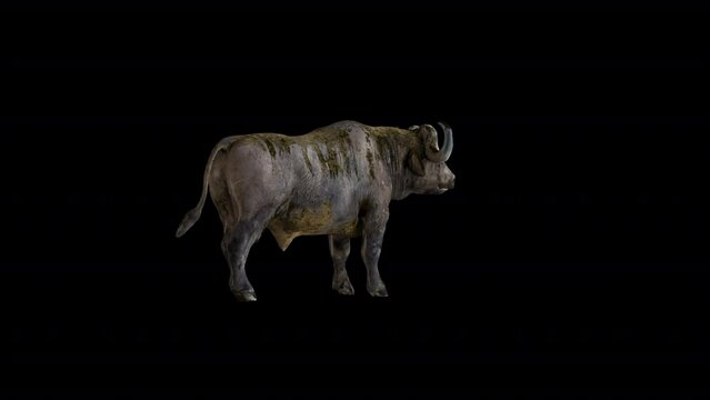 Buffalo Bison 3D Animation Transparent Alpha Video