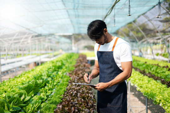 Asian couple of farmers inspects plants with a digital tablet In a greenhouse plantation. Smart farming