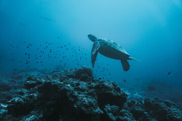Sea Turtle at Coral Reef in Seychelles