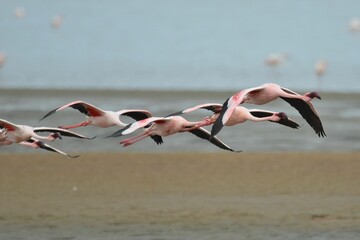 Fototapeta premium Group of flying lessser flamingos, Walvis Bay