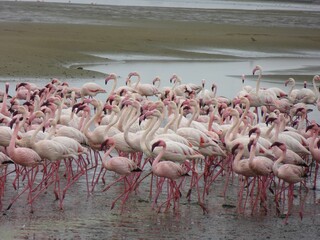 Fototapeta premium Colony of lesser flamingos, Walvis Bay, Namibia