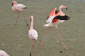 Lesser flamingo is starting to fly, Walvis Bay