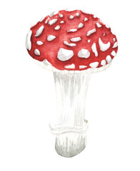 forest poisonous mushroom fly agaric in the grass. watercolor illustration.