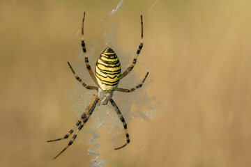 Niesamowity żółty czarny pająk na pięknej pajęczynie