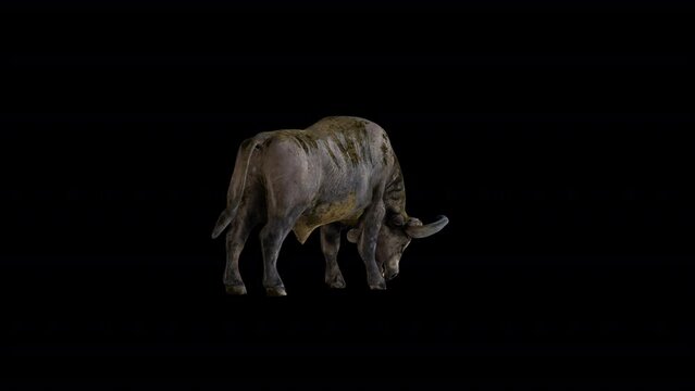 Buffalo Bison 3D Animation Transparent Alpha Video