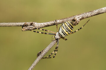 Niesamowity żółty czarny pająk na zielonej łące