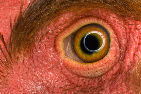 Bulbo oculare di pollo, pupilla nera al centro e arancione  all'esterno. Colore della pelle rossastro e piume marroni