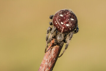 Niesamowity bordowy pająk na łące