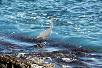 A little egret in the sea waiting for food