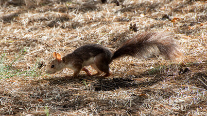 Squirrel follows a trail in the forrest
