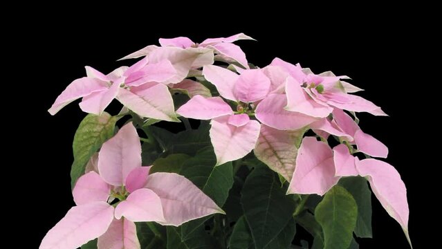 Time lapse of growing over 3 weeks period pink Poinsettia (Princettia) Christmas flower with ALPHA transparency channel isolated on black background
