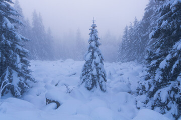 Lonely tree covered with snow in winter mountain.