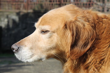golden retriever dog from side