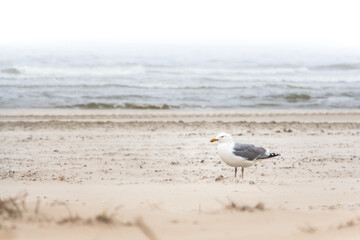 Möve am Strand