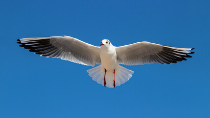 black-headed gull in flight in winter with open wings and legs. Cute sea bird in wildlife