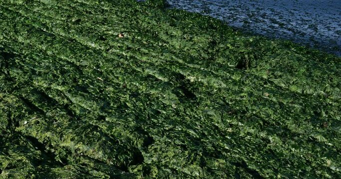 Green algae, french mediterranean costline, Occitan, France
