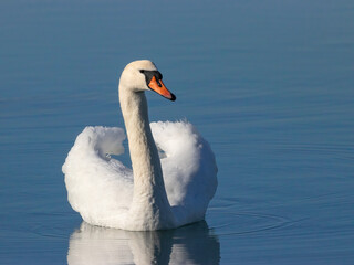 mute swan Cygnus olor swimming on water. Beautiful park bird in wildlife