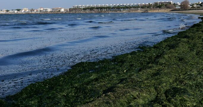 Green algae, french mediterranean costline, Occitan, France