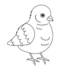 sketch chicken on white background isolated vector