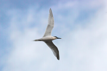 Sandwich tern Thalasseus sandvicensis in flight under blue sky with clouds. Beautiful seabird in wildlife.