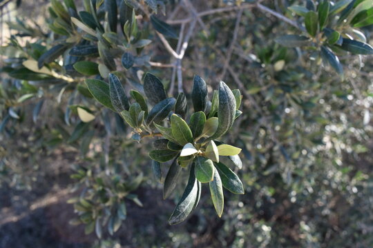 Hojas de olivera 