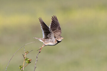 European calandra lark Melanocorypha calandra portrait. Cute songbird starting to fly from branch.
