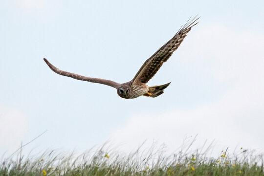 Hen harrier Circus cyaneus female in flight over grass. Bird of prey in wildlife