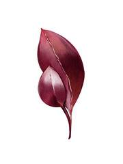 Red leaves watercolor illustration