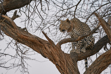 Fototapeta na wymiar Leopard (Panthera pardus) stalking prey in Okonjima Nature Reserve, Namibia