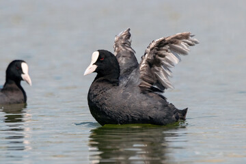 Eurasian coot Fulica atra swimming on water with open wings. Cute waterbird in wildlife.