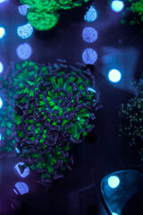 Obraz na płótnie Canvas exotic corals in the aquarium close up