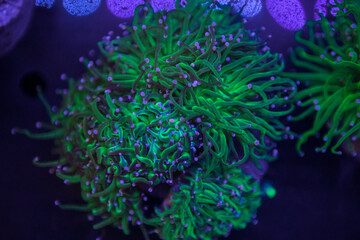 Fototapeta na wymiar exotic corals in the aquarium close up
