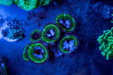 exotic corals in the aquarium close up