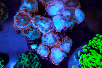 exotic corals in the aquarium close up