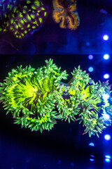 exotic corals in the aquarium close up