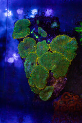 exotic corals in the aquarium close up