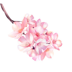 Fototapeta na wymiar Cherry Blossom bouquet watercolor