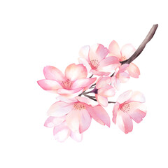 Cherry Blossom bouquet watercolor