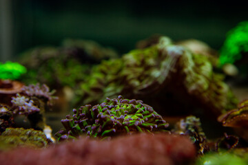 exotic corals in the aquarium close up