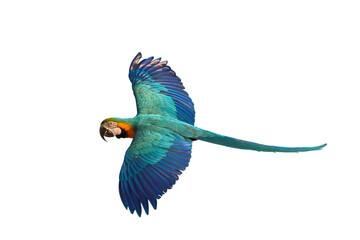 Colorful flying parrot isolated on transparent background.