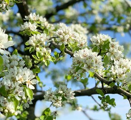 Blooming apple tree in spring.