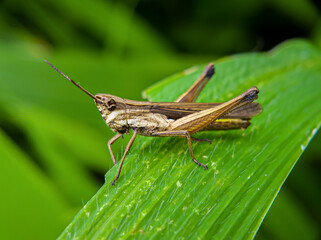 Dichromorpha viridis Or grasshoppers Grasshopper on a green leaf