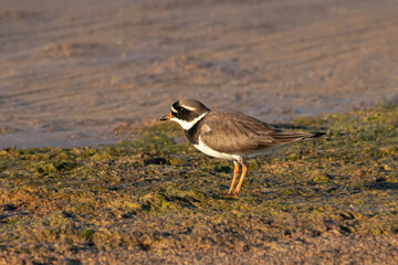 common ringed plover Charadrius hiaticula standing on shore dirt. Cute little wader in wildlife