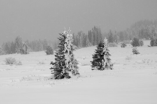 Covered with snow pine trees in a snowy mountain - black and white image.