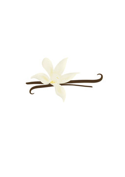 Beautiful illustration of vanilla flower with dried pod.
White orchid. Isolated image on white background.
