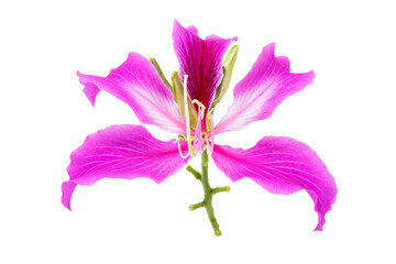 Fototapeta na wymiar Macro closeup of pink flower (Bauhinia purpurea tree) with isolated on transparent background