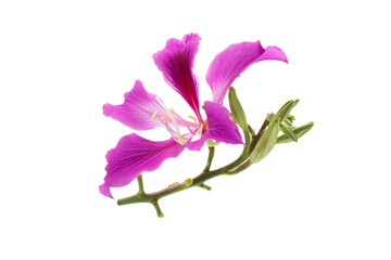 Macro closeup of pink flower (Bauhinia purpurea tree) with isolated on transparent background